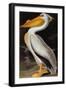 Audubon: Pelican-John James Audubon-Framed Giclee Print