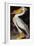 Audubon: Pelican-John James Audubon-Framed Giclee Print