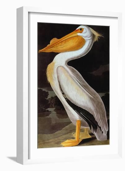 Audubon: Pelican-John James Audubon-Framed Giclee Print