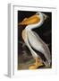 Audubon: Pelican-John James Audubon-Framed Giclee Print