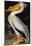 Audubon: Pelican-John James Audubon-Mounted Giclee Print