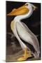 Audubon: Pelican-John James Audubon-Mounted Giclee Print