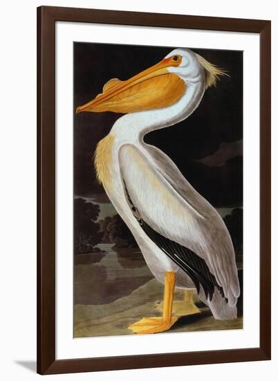 Audubon: Pelican-John James Audubon-Framed Premium Giclee Print