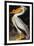 Audubon: Pelican-John James Audubon-Framed Premium Giclee Print