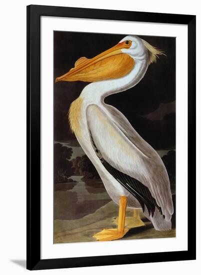 Audubon: Pelican-John James Audubon-Framed Premium Giclee Print