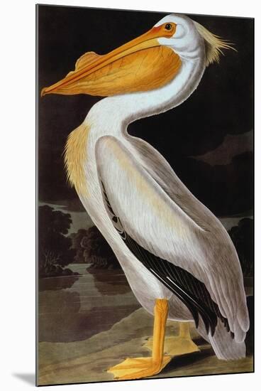 Audubon: Pelican-John James Audubon-Mounted Premium Giclee Print