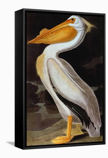 Audubon: Pelican-John James Audubon-Framed Stretched Canvas