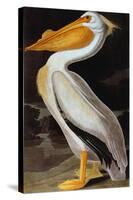 Audubon: Pelican-John James Audubon-Stretched Canvas