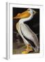 Audubon: Pelican-John James Audubon-Framed Giclee Print