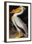 Audubon: Pelican-John James Audubon-Framed Giclee Print