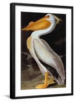 Audubon: Pelican-John James Audubon-Framed Giclee Print