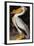 Audubon: Pelican-John James Audubon-Framed Giclee Print