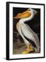 Audubon: Pelican-John James Audubon-Framed Giclee Print