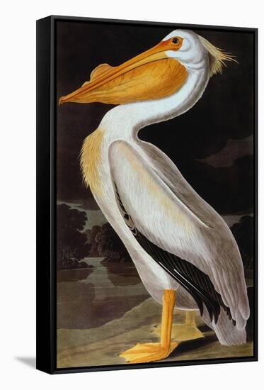 Audubon: Pelican-John James Audubon-Framed Stretched Canvas