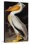 Audubon: Pelican-John James Audubon-Stretched Canvas