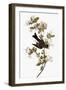 Audubon: Pewee, 1827-38-John James Audubon-Framed Giclee Print