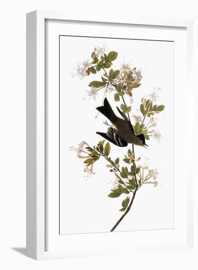 Audubon: Pewee, 1827-38-John James Audubon-Framed Giclee Print