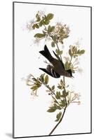 Audubon: Pewee, 1827-38-John James Audubon-Mounted Giclee Print