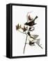 Audubon: Phoebe-John James Audubon-Framed Stretched Canvas