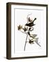 Audubon: Phoebe-John James Audubon-Framed Giclee Print