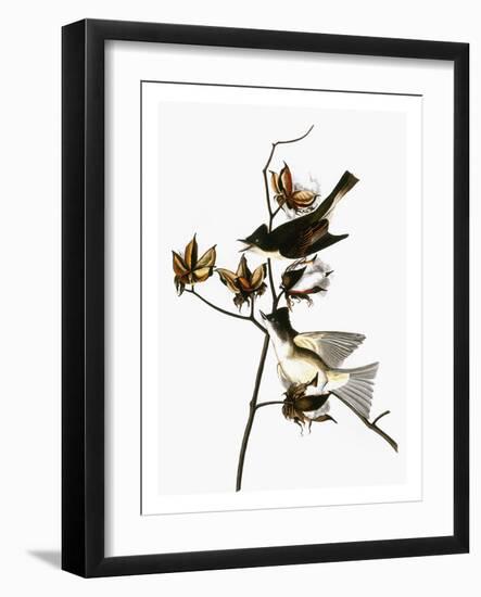 Audubon: Phoebe-John James Audubon-Framed Giclee Print