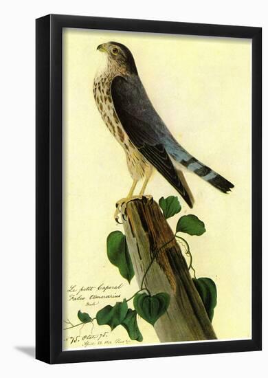 Audubon Pigeon Hawk Bird Art Poster Print-null-Framed Poster