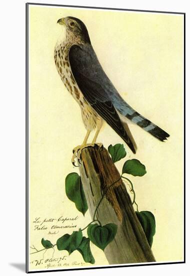 Audubon Pigeon Hawk Bird Art Poster Print-null-Mounted Poster