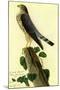 Audubon Pigeon Hawk Bird-null-Mounted Art Print