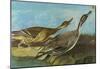 Audubon Pintail Bird Art Poster Print-null-Mounted Poster
