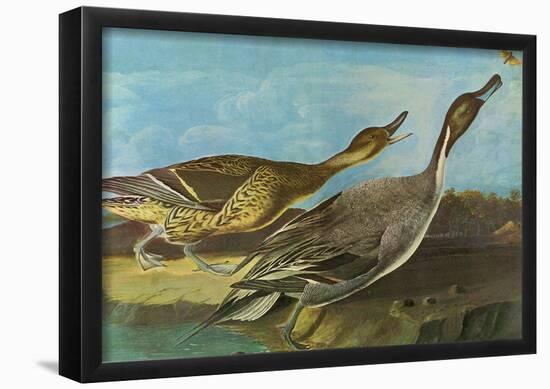 Audubon Pintail Bird Art Poster Print-null-Framed Poster