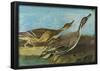 Audubon Pintail Bird Art Poster Print-null-Framed Poster