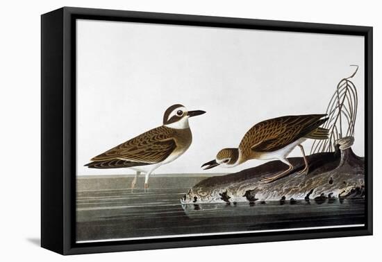 Audubon: Plover, 1827-38-John James Audubon-Framed Stretched Canvas