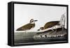 Audubon: Plover, 1827-38-John James Audubon-Framed Stretched Canvas