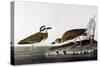 Audubon: Plover, 1827-38-John James Audubon-Stretched Canvas