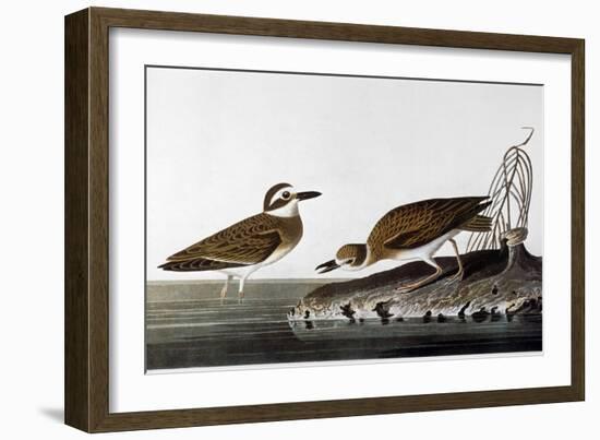 Audubon: Plover, 1827-38-John James Audubon-Framed Giclee Print