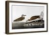Audubon: Plover, 1827-38-John James Audubon-Framed Giclee Print
