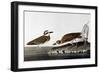 Audubon: Plover, 1827-38-John James Audubon-Framed Giclee Print