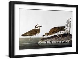 Audubon: Plover, 1827-38-John James Audubon-Framed Giclee Print