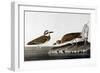 Audubon: Plover, 1827-38-John James Audubon-Framed Giclee Print