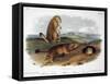 Audubon: Prairie Dog, 1844-John James Audubon-Framed Stretched Canvas