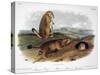 Audubon: Prairie Dog, 1844-John James Audubon-Stretched Canvas