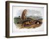 Audubon: Prairie Dog, 1844-John James Audubon-Framed Giclee Print