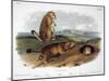 Audubon: Prairie Dog, 1844-John James Audubon-Mounted Giclee Print