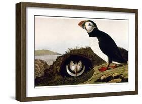 Audubon: Puffin, 1827-38-John James Audubon-Framed Giclee Print