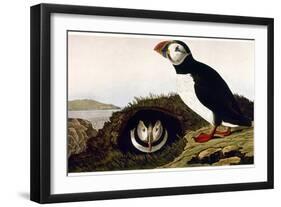 Audubon: Puffin, 1827-38-John James Audubon-Framed Giclee Print
