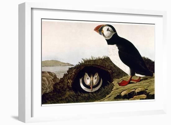 Audubon: Puffin, 1827-38-John James Audubon-Framed Giclee Print