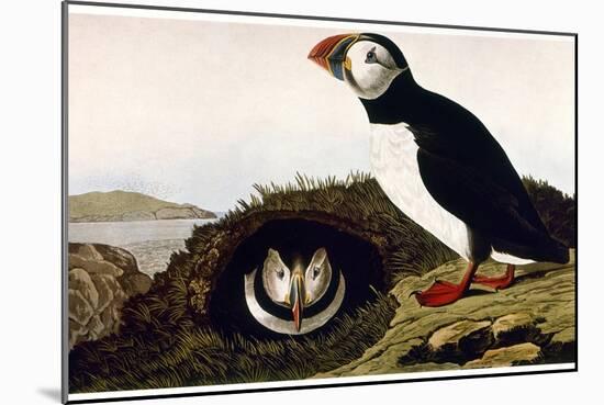 Audubon: Puffin, 1827-38-John James Audubon-Mounted Giclee Print