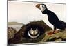 Audubon: Puffin, 1827-38-John James Audubon-Mounted Giclee Print