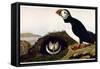 Audubon: Puffin, 1827-38-John James Audubon-Framed Stretched Canvas