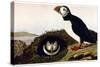 Audubon: Puffin, 1827-38-John James Audubon-Stretched Canvas